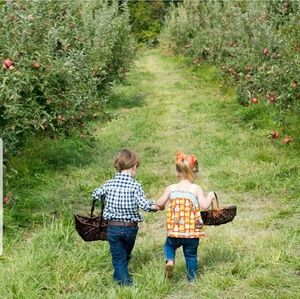 Matilda Jane Platinum Apples Tunic 2t